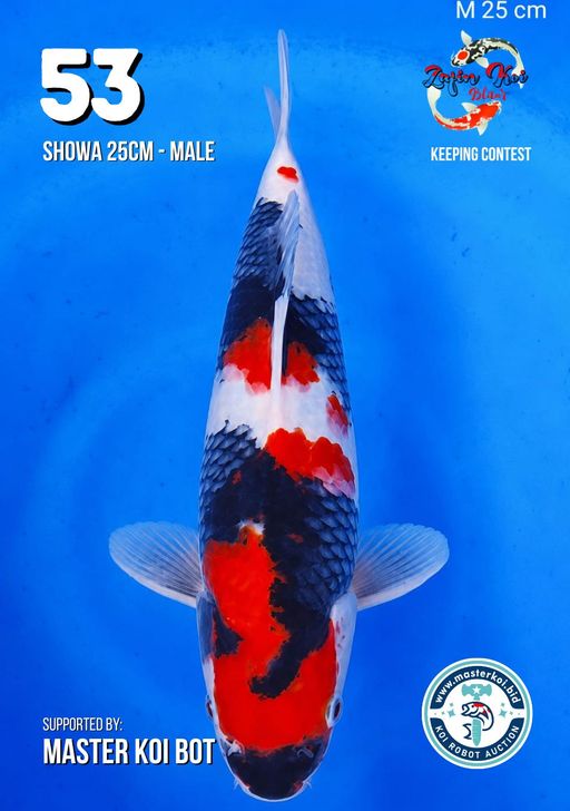 Lelang Koi Online, Jual Beli Ikan Koi, Pusat Jual Beli Koi, Info Lelang Koi Hari Ini, Platform Jual Beli Koi, Jual Beli Ikan Koi Online, Marketplace Ikan Koi, Jual Koi Terbaik, Tempat Beli Koi Berkualitas, Pasar Ikan Koi Online Terpercaya, Penjual Ikan Koi Terpercaya, Beli Koi Hias Online, Ikan Koi untuk Dijual, Koi Kualitas Terbaik, Toko Online Ikan Koi, Koi Hias Untuk Dijual, Jual Beli Ikan Koi Lokal, Koi Indonesia Online, Pusat Jual Beli Koi Terbesar