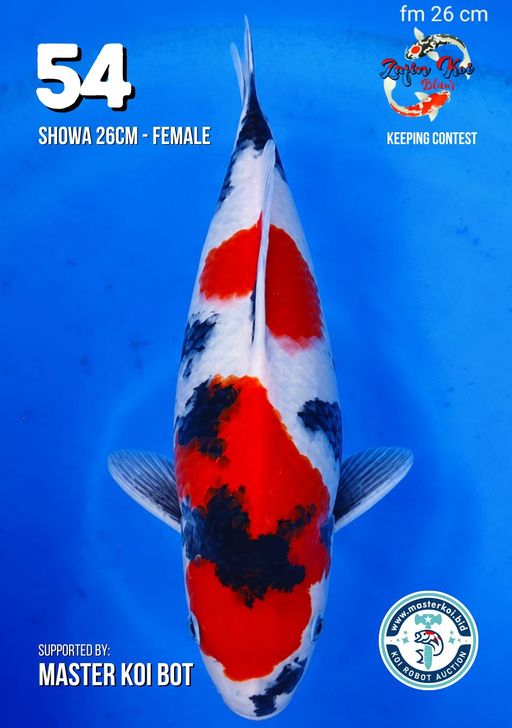 Lelang Koi Online, Jual Beli Ikan Koi, Pusat Jual Beli Koi, Info Lelang Koi Hari Ini, Platform Jual Beli Koi, Jual Beli Ikan Koi Online, Marketplace Ikan Koi, Jual Koi Terbaik, Tempat Beli Koi Berkualitas, Pasar Ikan Koi Online Terpercaya, Penjual Ikan Koi Terpercaya, Beli Koi Hias Online, Ikan Koi untuk Dijual, Koi Kualitas Terbaik, Toko Online Ikan Koi, Koi Hias Untuk Dijual, Jual Beli Ikan Koi Lokal, Koi Indonesia Online, Pusat Jual Beli Koi Terbesar