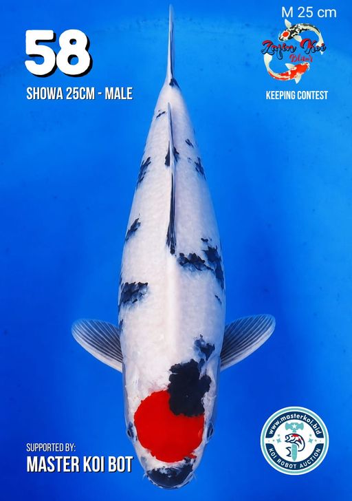 Lelang Koi Online, Jual Beli Ikan Koi, Pusat Jual Beli Koi, Info Lelang Koi Hari Ini, Platform Jual Beli Koi, Jual Beli Ikan Koi Online, Marketplace Ikan Koi, Jual Koi Terbaik, Tempat Beli Koi Berkualitas, Pasar Ikan Koi Online Terpercaya, Penjual Ikan Koi Terpercaya, Beli Koi Hias Online, Ikan Koi untuk Dijual, Koi Kualitas Terbaik, Toko Online Ikan Koi, Koi Hias Untuk Dijual, Jual Beli Ikan Koi Lokal, Koi Indonesia Online, Pusat Jual Beli Koi Terbesar
