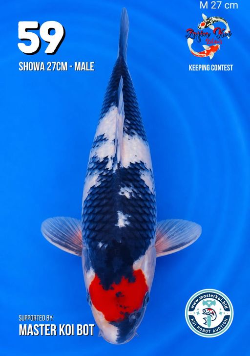 Lelang Koi Online, Jual Beli Ikan Koi, Pusat Jual Beli Koi, Info Lelang Koi Hari Ini, Platform Jual Beli Koi, Jual Beli Ikan Koi Online, Marketplace Ikan Koi, Jual Koi Terbaik, Tempat Beli Koi Berkualitas, Pasar Ikan Koi Online Terpercaya, Penjual Ikan Koi Terpercaya, Beli Koi Hias Online, Ikan Koi untuk Dijual, Koi Kualitas Terbaik, Toko Online Ikan Koi, Koi Hias Untuk Dijual, Jual Beli Ikan Koi Lokal, Koi Indonesia Online, Pusat Jual Beli Koi Terbesar