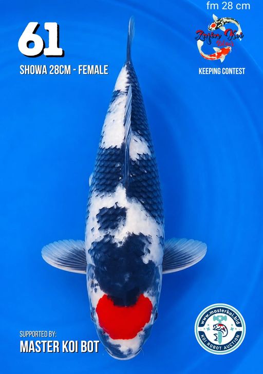 Lelang Koi Online, Jual Beli Ikan Koi, Pusat Jual Beli Koi, Info Lelang Koi Hari Ini, Platform Jual Beli Koi, Jual Beli Ikan Koi Online, Marketplace Ikan Koi, Jual Koi Terbaik, Tempat Beli Koi Berkualitas, Pasar Ikan Koi Online Terpercaya, Penjual Ikan Koi Terpercaya, Beli Koi Hias Online, Ikan Koi untuk Dijual, Koi Kualitas Terbaik, Toko Online Ikan Koi, Koi Hias Untuk Dijual, Jual Beli Ikan Koi Lokal, Koi Indonesia Online, Pusat Jual Beli Koi Terbesar
