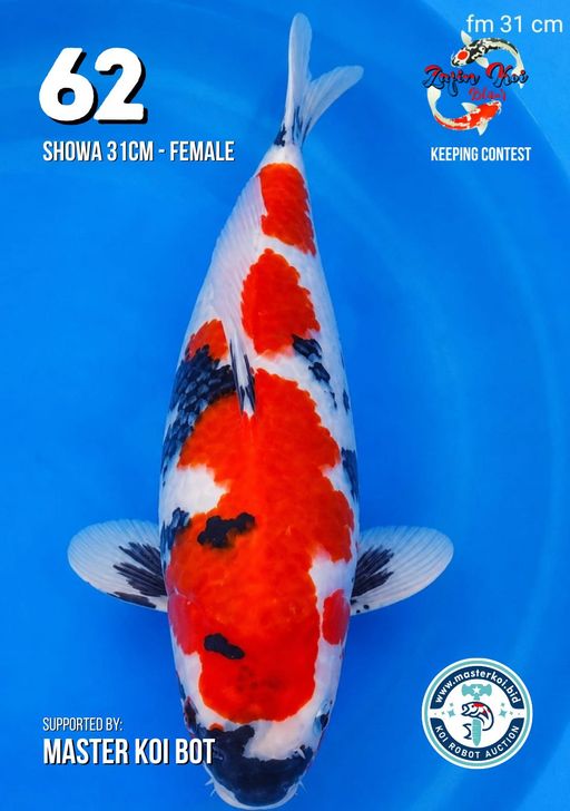 Lelang Koi Online, Jual Beli Ikan Koi, Pusat Jual Beli Koi, Info Lelang Koi Hari Ini, Platform Jual Beli Koi, Jual Beli Ikan Koi Online, Marketplace Ikan Koi, Jual Koi Terbaik, Tempat Beli Koi Berkualitas, Pasar Ikan Koi Online Terpercaya, Penjual Ikan Koi Terpercaya, Beli Koi Hias Online, Ikan Koi untuk Dijual, Koi Kualitas Terbaik, Toko Online Ikan Koi, Koi Hias Untuk Dijual, Jual Beli Ikan Koi Lokal, Koi Indonesia Online, Pusat Jual Beli Koi Terbesar