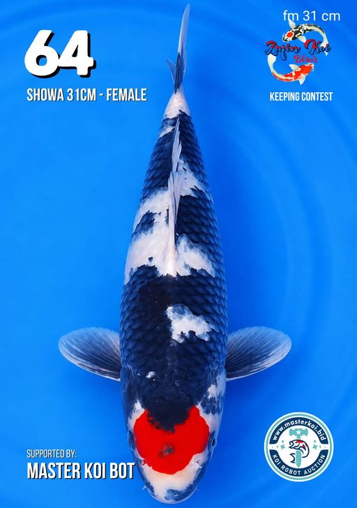 Lelang Koi Online, Jual Beli Ikan Koi, Pusat Jual Beli Koi, Info Lelang Koi Hari Ini, Platform Jual Beli Koi, Jual Beli Ikan Koi Online, Marketplace Ikan Koi, Jual Koi Terbaik, Tempat Beli Koi Berkualitas, Pasar Ikan Koi Online Terpercaya, Penjual Ikan Koi Terpercaya, Beli Koi Hias Online, Ikan Koi untuk Dijual, Koi Kualitas Terbaik, Toko Online Ikan Koi, Koi Hias Untuk Dijual, Jual Beli Ikan Koi Lokal, Koi Indonesia Online, Pusat Jual Beli Koi Terbesar