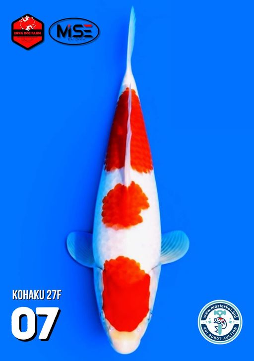 Lelang Koi Online, Jual Beli Ikan Koi, Pusat Jual Beli Koi, Info Lelang Koi Hari Ini, Platform Jual Beli Koi, Jual Beli Ikan Koi Online, Marketplace Ikan Koi, Jual Koi Terbaik, Tempat Beli Koi Berkualitas, Pasar Ikan Koi Online Terpercaya, Penjual Ikan Koi Terpercaya, Beli Koi Hias Online, Ikan Koi untuk Dijual, Koi Kualitas Terbaik, Toko Online Ikan Koi, Koi Hias Untuk Dijual, Jual Beli Ikan Koi Lokal, Koi Indonesia Online, Pusat Jual Beli Koi Terbesar