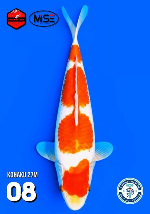 Lelang Koi Online, Jual Beli Ikan Koi, Pusat Jual Beli Koi, Info Lelang Koi Hari Ini, Platform Jual Beli Koi, Jual Beli Ikan Koi Online, Marketplace Ikan Koi, Jual Koi Terbaik, Tempat Beli Koi Berkualitas, Pasar Ikan Koi Online Terpercaya, Penjual Ikan Koi Terpercaya, Beli Koi Hias Online, Ikan Koi untuk Dijual, Koi Kualitas Terbaik, Toko Online Ikan Koi, Koi Hias Untuk Dijual, Jual Beli Ikan Koi Lokal, Koi Indonesia Online, Pusat Jual Beli Koi Terbesar
