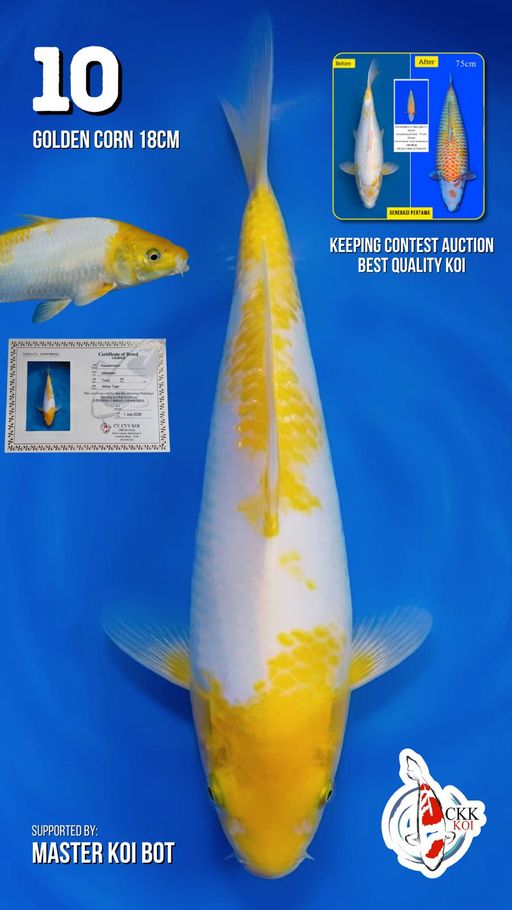 Lelang Koi Online, Jual Beli Ikan Koi, Pusat Jual Beli Koi, Info Lelang Koi Hari Ini, Platform Jual Beli Koi, Jual Beli Ikan Koi Online, Marketplace Ikan Koi, Jual Koi Terbaik, Tempat Beli Koi Berkualitas, Pasar Ikan Koi Online Terpercaya, Penjual Ikan Koi Terpercaya, Beli Koi Hias Online, Ikan Koi untuk Dijual, Koi Kualitas Terbaik, Toko Online Ikan Koi, Koi Hias Untuk Dijual, Jual Beli Ikan Koi Lokal, Koi Indonesia Online, Pusat Jual Beli Koi Terbesar