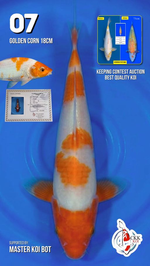 Lelang Koi Online, Jual Beli Ikan Koi, Pusat Jual Beli Koi, Info Lelang Koi Hari Ini, Platform Jual Beli Koi, Jual Beli Ikan Koi Online, Marketplace Ikan Koi, Jual Koi Terbaik, Tempat Beli Koi Berkualitas, Pasar Ikan Koi Online Terpercaya, Penjual Ikan Koi Terpercaya, Beli Koi Hias Online, Ikan Koi untuk Dijual, Koi Kualitas Terbaik, Toko Online Ikan Koi, Koi Hias Untuk Dijual, Jual Beli Ikan Koi Lokal, Koi Indonesia Online, Pusat Jual Beli Koi Terbesar
