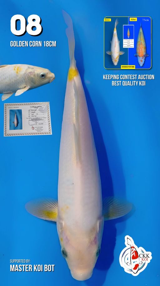 Lelang Koi Online, Jual Beli Ikan Koi, Pusat Jual Beli Koi, Info Lelang Koi Hari Ini, Platform Jual Beli Koi, Jual Beli Ikan Koi Online, Marketplace Ikan Koi, Jual Koi Terbaik, Tempat Beli Koi Berkualitas, Pasar Ikan Koi Online Terpercaya, Penjual Ikan Koi Terpercaya, Beli Koi Hias Online, Ikan Koi untuk Dijual, Koi Kualitas Terbaik, Toko Online Ikan Koi, Koi Hias Untuk Dijual, Jual Beli Ikan Koi Lokal, Koi Indonesia Online, Pusat Jual Beli Koi Terbesar