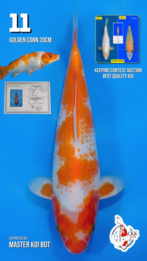 Lelang Koi Online, Jual Beli Ikan Koi, Pusat Jual Beli Koi, Info Lelang Koi Hari Ini, Platform Jual Beli Koi, Jual Beli Ikan Koi Online, Marketplace Ikan Koi, Jual Koi Terbaik, Tempat Beli Koi Berkualitas, Pasar Ikan Koi Online Terpercaya, Penjual Ikan Koi Terpercaya, Beli Koi Hias Online, Ikan Koi untuk Dijual, Koi Kualitas Terbaik, Toko Online Ikan Koi, Koi Hias Untuk Dijual, Jual Beli Ikan Koi Lokal, Koi Indonesia Online, Pusat Jual Beli Koi Terbesar