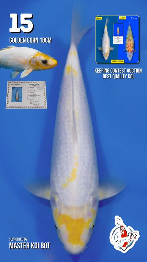 Lelang Koi Online, Jual Beli Ikan Koi, Pusat Jual Beli Koi, Info Lelang Koi Hari Ini, Platform Jual Beli Koi, Jual Beli Ikan Koi Online, Marketplace Ikan Koi, Jual Koi Terbaik, Tempat Beli Koi Berkualitas, Pasar Ikan Koi Online Terpercaya, Penjual Ikan Koi Terpercaya, Beli Koi Hias Online, Ikan Koi untuk Dijual, Koi Kualitas Terbaik, Toko Online Ikan Koi, Koi Hias Untuk Dijual, Jual Beli Ikan Koi Lokal, Koi Indonesia Online, Pusat Jual Beli Koi Terbesar