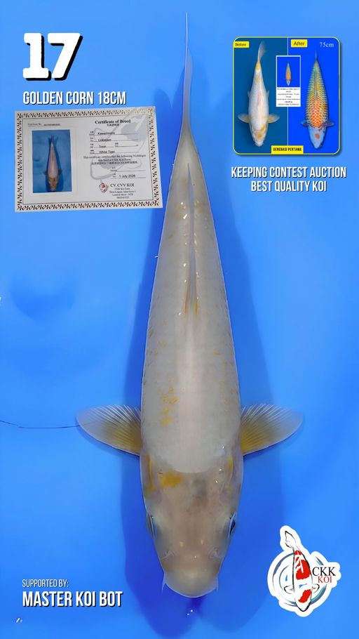 Lelang Koi Online, Jual Beli Ikan Koi, Pusat Jual Beli Koi, Info Lelang Koi Hari Ini, Platform Jual Beli Koi, Jual Beli Ikan Koi Online, Marketplace Ikan Koi, Jual Koi Terbaik, Tempat Beli Koi Berkualitas, Pasar Ikan Koi Online Terpercaya, Penjual Ikan Koi Terpercaya, Beli Koi Hias Online, Ikan Koi untuk Dijual, Koi Kualitas Terbaik, Toko Online Ikan Koi, Koi Hias Untuk Dijual, Jual Beli Ikan Koi Lokal, Koi Indonesia Online, Pusat Jual Beli Koi Terbesar