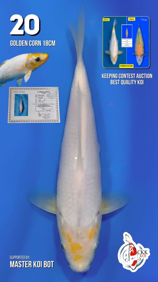Lelang Koi Online, Jual Beli Ikan Koi, Pusat Jual Beli Koi, Info Lelang Koi Hari Ini, Platform Jual Beli Koi, Jual Beli Ikan Koi Online, Marketplace Ikan Koi, Jual Koi Terbaik, Tempat Beli Koi Berkualitas, Pasar Ikan Koi Online Terpercaya, Penjual Ikan Koi Terpercaya, Beli Koi Hias Online, Ikan Koi untuk Dijual, Koi Kualitas Terbaik, Toko Online Ikan Koi, Koi Hias Untuk Dijual, Jual Beli Ikan Koi Lokal, Koi Indonesia Online, Pusat Jual Beli Koi Terbesar