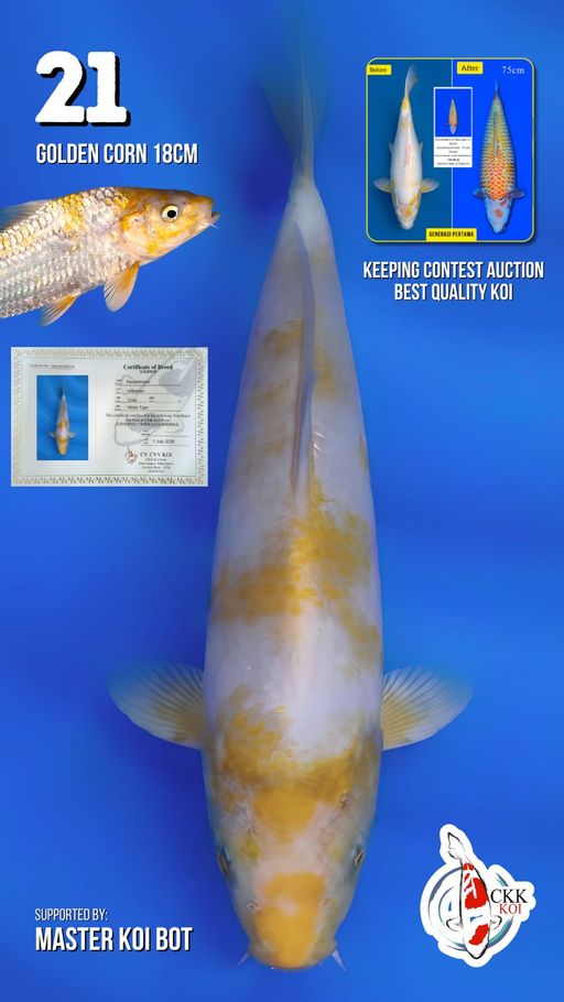 Lelang Koi Online, Jual Beli Ikan Koi, Pusat Jual Beli Koi, Info Lelang Koi Hari Ini, Platform Jual Beli Koi, Jual Beli Ikan Koi Online, Marketplace Ikan Koi, Jual Koi Terbaik, Tempat Beli Koi Berkualitas, Pasar Ikan Koi Online Terpercaya, Penjual Ikan Koi Terpercaya, Beli Koi Hias Online, Ikan Koi untuk Dijual, Koi Kualitas Terbaik, Toko Online Ikan Koi, Koi Hias Untuk Dijual, Jual Beli Ikan Koi Lokal, Koi Indonesia Online, Pusat Jual Beli Koi Terbesar