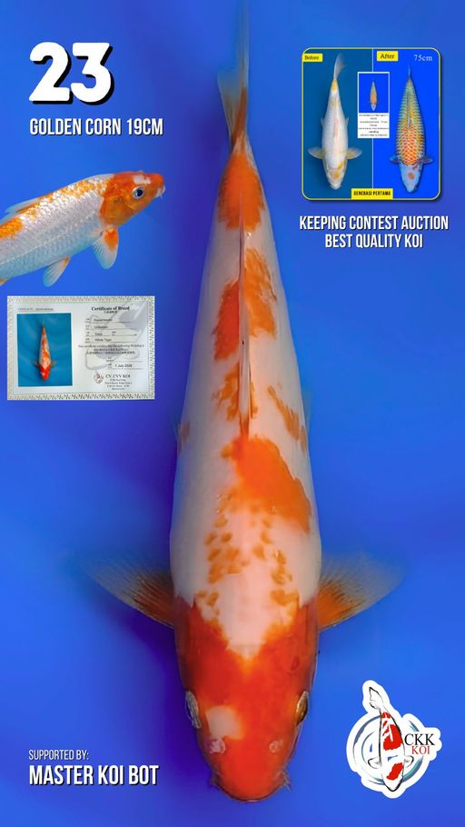 Lelang Koi Online, Jual Beli Ikan Koi, Pusat Jual Beli Koi, Info Lelang Koi Hari Ini, Platform Jual Beli Koi, Jual Beli Ikan Koi Online, Marketplace Ikan Koi, Jual Koi Terbaik, Tempat Beli Koi Berkualitas, Pasar Ikan Koi Online Terpercaya, Penjual Ikan Koi Terpercaya, Beli Koi Hias Online, Ikan Koi untuk Dijual, Koi Kualitas Terbaik, Toko Online Ikan Koi, Koi Hias Untuk Dijual, Jual Beli Ikan Koi Lokal, Koi Indonesia Online, Pusat Jual Beli Koi Terbesar