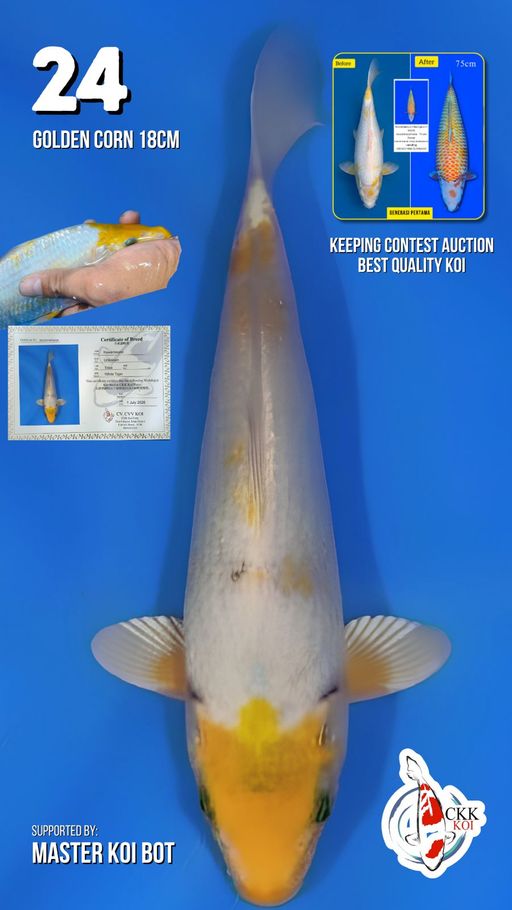 Lelang Koi Online, Jual Beli Ikan Koi, Pusat Jual Beli Koi, Info Lelang Koi Hari Ini, Platform Jual Beli Koi, Jual Beli Ikan Koi Online, Marketplace Ikan Koi, Jual Koi Terbaik, Tempat Beli Koi Berkualitas, Pasar Ikan Koi Online Terpercaya, Penjual Ikan Koi Terpercaya, Beli Koi Hias Online, Ikan Koi untuk Dijual, Koi Kualitas Terbaik, Toko Online Ikan Koi, Koi Hias Untuk Dijual, Jual Beli Ikan Koi Lokal, Koi Indonesia Online, Pusat Jual Beli Koi Terbesar