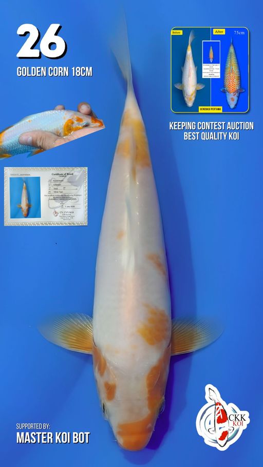 Lelang Koi Online, Jual Beli Ikan Koi, Pusat Jual Beli Koi, Info Lelang Koi Hari Ini, Platform Jual Beli Koi, Jual Beli Ikan Koi Online, Marketplace Ikan Koi, Jual Koi Terbaik, Tempat Beli Koi Berkualitas, Pasar Ikan Koi Online Terpercaya, Penjual Ikan Koi Terpercaya, Beli Koi Hias Online, Ikan Koi untuk Dijual, Koi Kualitas Terbaik, Toko Online Ikan Koi, Koi Hias Untuk Dijual, Jual Beli Ikan Koi Lokal, Koi Indonesia Online, Pusat Jual Beli Koi Terbesar