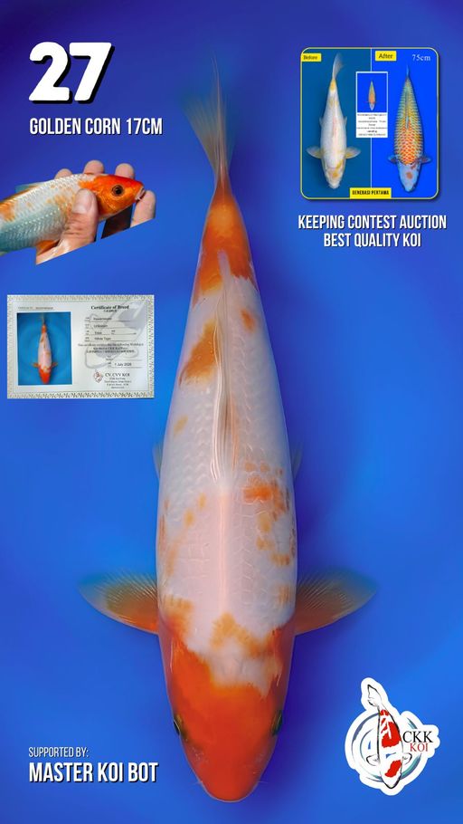 Lelang Koi Online, Jual Beli Ikan Koi, Pusat Jual Beli Koi, Info Lelang Koi Hari Ini, Platform Jual Beli Koi, Jual Beli Ikan Koi Online, Marketplace Ikan Koi, Jual Koi Terbaik, Tempat Beli Koi Berkualitas, Pasar Ikan Koi Online Terpercaya, Penjual Ikan Koi Terpercaya, Beli Koi Hias Online, Ikan Koi untuk Dijual, Koi Kualitas Terbaik, Toko Online Ikan Koi, Koi Hias Untuk Dijual, Jual Beli Ikan Koi Lokal, Koi Indonesia Online, Pusat Jual Beli Koi Terbesar