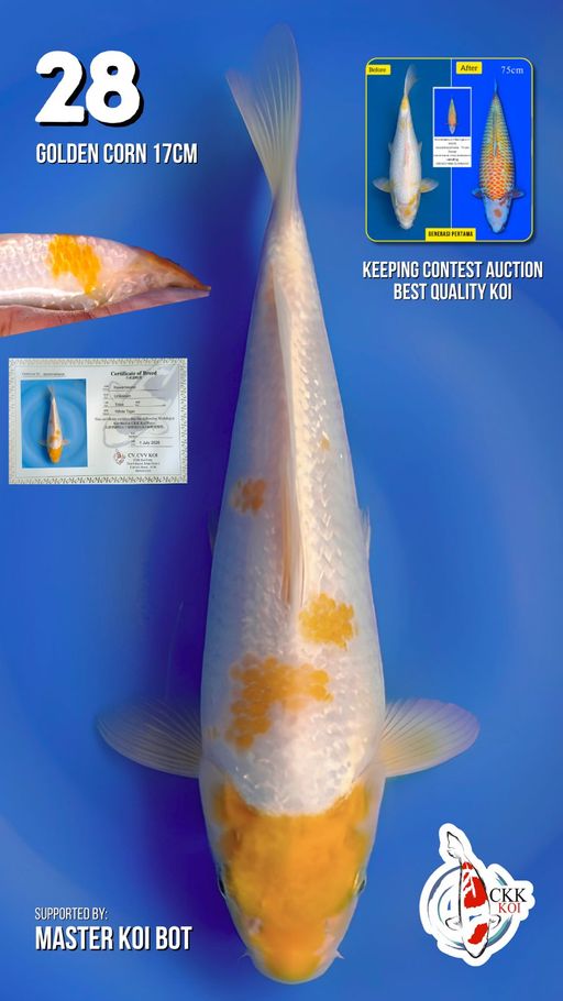 Lelang Koi Online, Jual Beli Ikan Koi, Pusat Jual Beli Koi, Info Lelang Koi Hari Ini, Platform Jual Beli Koi, Jual Beli Ikan Koi Online, Marketplace Ikan Koi, Jual Koi Terbaik, Tempat Beli Koi Berkualitas, Pasar Ikan Koi Online Terpercaya, Penjual Ikan Koi Terpercaya, Beli Koi Hias Online, Ikan Koi untuk Dijual, Koi Kualitas Terbaik, Toko Online Ikan Koi, Koi Hias Untuk Dijual, Jual Beli Ikan Koi Lokal, Koi Indonesia Online, Pusat Jual Beli Koi Terbesar
