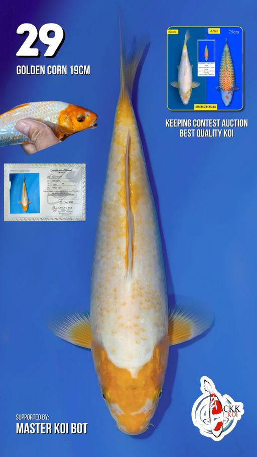 Lelang Koi Online, Jual Beli Ikan Koi, Pusat Jual Beli Koi, Info Lelang Koi Hari Ini, Platform Jual Beli Koi, Jual Beli Ikan Koi Online, Marketplace Ikan Koi, Jual Koi Terbaik, Tempat Beli Koi Berkualitas, Pasar Ikan Koi Online Terpercaya, Penjual Ikan Koi Terpercaya, Beli Koi Hias Online, Ikan Koi untuk Dijual, Koi Kualitas Terbaik, Toko Online Ikan Koi, Koi Hias Untuk Dijual, Jual Beli Ikan Koi Lokal, Koi Indonesia Online, Pusat Jual Beli Koi Terbesar