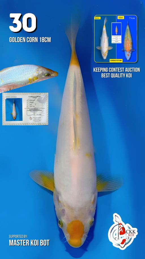 Lelang Koi Online, Jual Beli Ikan Koi, Pusat Jual Beli Koi, Info Lelang Koi Hari Ini, Platform Jual Beli Koi, Jual Beli Ikan Koi Online, Marketplace Ikan Koi, Jual Koi Terbaik, Tempat Beli Koi Berkualitas, Pasar Ikan Koi Online Terpercaya, Penjual Ikan Koi Terpercaya, Beli Koi Hias Online, Ikan Koi untuk Dijual, Koi Kualitas Terbaik, Toko Online Ikan Koi, Koi Hias Untuk Dijual, Jual Beli Ikan Koi Lokal, Koi Indonesia Online, Pusat Jual Beli Koi Terbesar