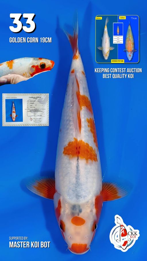 Lelang Koi Online, Jual Beli Ikan Koi, Pusat Jual Beli Koi, Info Lelang Koi Hari Ini, Platform Jual Beli Koi, Jual Beli Ikan Koi Online, Marketplace Ikan Koi, Jual Koi Terbaik, Tempat Beli Koi Berkualitas, Pasar Ikan Koi Online Terpercaya, Penjual Ikan Koi Terpercaya, Beli Koi Hias Online, Ikan Koi untuk Dijual, Koi Kualitas Terbaik, Toko Online Ikan Koi, Koi Hias Untuk Dijual, Jual Beli Ikan Koi Lokal, Koi Indonesia Online, Pusat Jual Beli Koi Terbesar