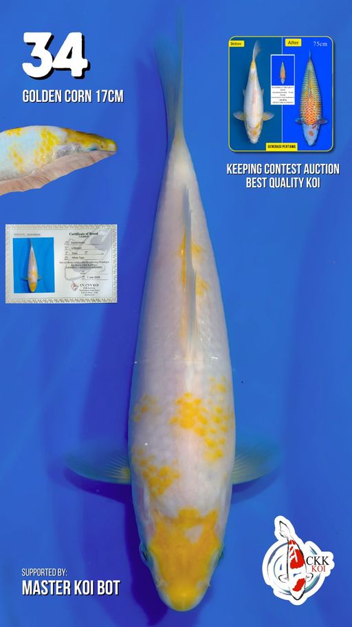 Lelang Koi Online, Jual Beli Ikan Koi, Pusat Jual Beli Koi, Info Lelang Koi Hari Ini, Platform Jual Beli Koi, Jual Beli Ikan Koi Online, Marketplace Ikan Koi, Jual Koi Terbaik, Tempat Beli Koi Berkualitas, Pasar Ikan Koi Online Terpercaya, Penjual Ikan Koi Terpercaya, Beli Koi Hias Online, Ikan Koi untuk Dijual, Koi Kualitas Terbaik, Toko Online Ikan Koi, Koi Hias Untuk Dijual, Jual Beli Ikan Koi Lokal, Koi Indonesia Online, Pusat Jual Beli Koi Terbesar