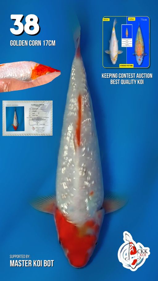 Lelang Koi Online, Jual Beli Ikan Koi, Pusat Jual Beli Koi, Info Lelang Koi Hari Ini, Platform Jual Beli Koi, Jual Beli Ikan Koi Online, Marketplace Ikan Koi, Jual Koi Terbaik, Tempat Beli Koi Berkualitas, Pasar Ikan Koi Online Terpercaya, Penjual Ikan Koi Terpercaya, Beli Koi Hias Online, Ikan Koi untuk Dijual, Koi Kualitas Terbaik, Toko Online Ikan Koi, Koi Hias Untuk Dijual, Jual Beli Ikan Koi Lokal, Koi Indonesia Online, Pusat Jual Beli Koi Terbesar