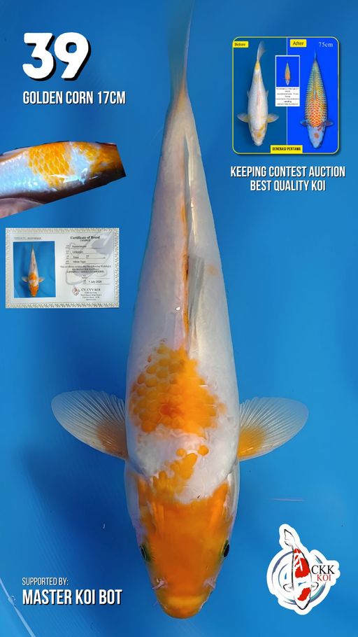 Lelang Koi Online, Jual Beli Ikan Koi, Pusat Jual Beli Koi, Info Lelang Koi Hari Ini, Platform Jual Beli Koi, Jual Beli Ikan Koi Online, Marketplace Ikan Koi, Jual Koi Terbaik, Tempat Beli Koi Berkualitas, Pasar Ikan Koi Online Terpercaya, Penjual Ikan Koi Terpercaya, Beli Koi Hias Online, Ikan Koi untuk Dijual, Koi Kualitas Terbaik, Toko Online Ikan Koi, Koi Hias Untuk Dijual, Jual Beli Ikan Koi Lokal, Koi Indonesia Online, Pusat Jual Beli Koi Terbesar