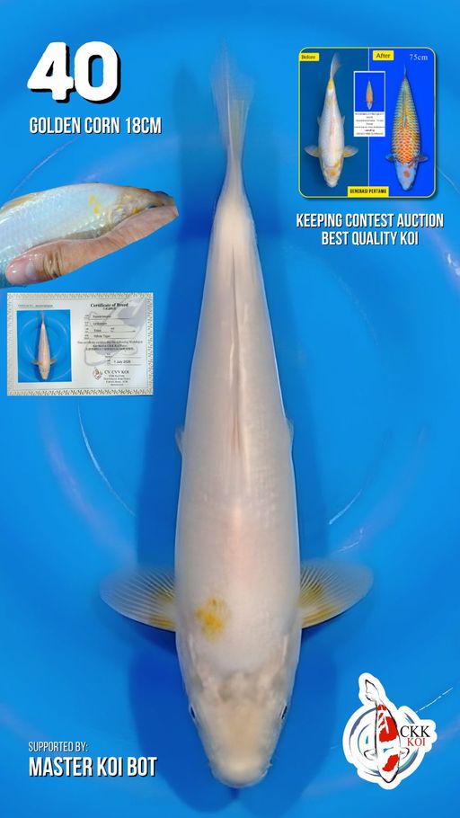 Lelang Koi Online, Jual Beli Ikan Koi, Pusat Jual Beli Koi, Info Lelang Koi Hari Ini, Platform Jual Beli Koi, Jual Beli Ikan Koi Online, Marketplace Ikan Koi, Jual Koi Terbaik, Tempat Beli Koi Berkualitas, Pasar Ikan Koi Online Terpercaya, Penjual Ikan Koi Terpercaya, Beli Koi Hias Online, Ikan Koi untuk Dijual, Koi Kualitas Terbaik, Toko Online Ikan Koi, Koi Hias Untuk Dijual, Jual Beli Ikan Koi Lokal, Koi Indonesia Online, Pusat Jual Beli Koi Terbesar