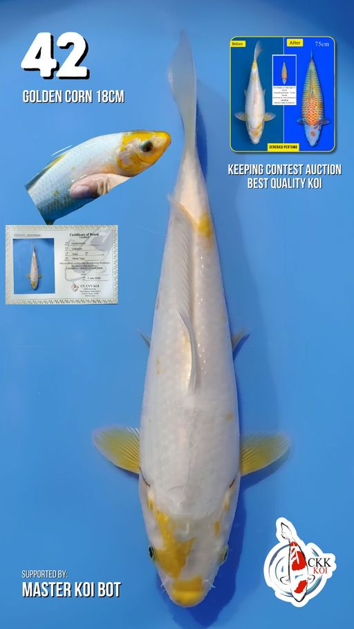 Lelang Koi Online, Jual Beli Ikan Koi, Pusat Jual Beli Koi, Info Lelang Koi Hari Ini, Platform Jual Beli Koi, Jual Beli Ikan Koi Online, Marketplace Ikan Koi, Jual Koi Terbaik, Tempat Beli Koi Berkualitas, Pasar Ikan Koi Online Terpercaya, Penjual Ikan Koi Terpercaya, Beli Koi Hias Online, Ikan Koi untuk Dijual, Koi Kualitas Terbaik, Toko Online Ikan Koi, Koi Hias Untuk Dijual, Jual Beli Ikan Koi Lokal, Koi Indonesia Online, Pusat Jual Beli Koi Terbesar
