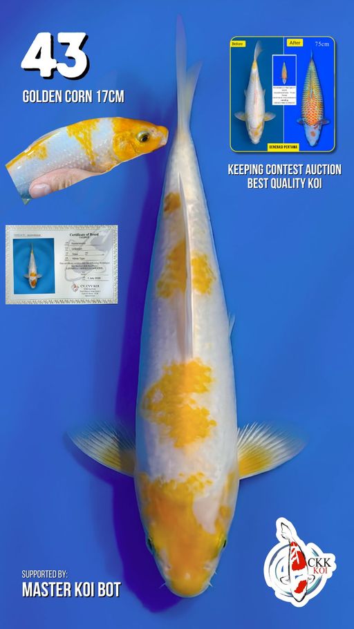 Lelang Koi Online, Jual Beli Ikan Koi, Pusat Jual Beli Koi, Info Lelang Koi Hari Ini, Platform Jual Beli Koi, Jual Beli Ikan Koi Online, Marketplace Ikan Koi, Jual Koi Terbaik, Tempat Beli Koi Berkualitas, Pasar Ikan Koi Online Terpercaya, Penjual Ikan Koi Terpercaya, Beli Koi Hias Online, Ikan Koi untuk Dijual, Koi Kualitas Terbaik, Toko Online Ikan Koi, Koi Hias Untuk Dijual, Jual Beli Ikan Koi Lokal, Koi Indonesia Online, Pusat Jual Beli Koi Terbesar