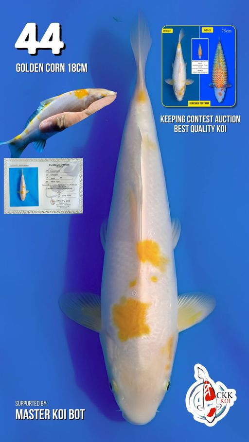 Lelang Koi Online, Jual Beli Ikan Koi, Pusat Jual Beli Koi, Info Lelang Koi Hari Ini, Platform Jual Beli Koi, Jual Beli Ikan Koi Online, Marketplace Ikan Koi, Jual Koi Terbaik, Tempat Beli Koi Berkualitas, Pasar Ikan Koi Online Terpercaya, Penjual Ikan Koi Terpercaya, Beli Koi Hias Online, Ikan Koi untuk Dijual, Koi Kualitas Terbaik, Toko Online Ikan Koi, Koi Hias Untuk Dijual, Jual Beli Ikan Koi Lokal, Koi Indonesia Online, Pusat Jual Beli Koi Terbesar