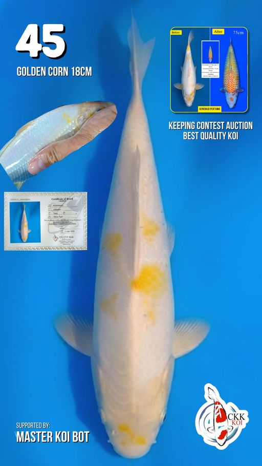 Lelang Koi Online, Jual Beli Ikan Koi, Pusat Jual Beli Koi, Info Lelang Koi Hari Ini, Platform Jual Beli Koi, Jual Beli Ikan Koi Online, Marketplace Ikan Koi, Jual Koi Terbaik, Tempat Beli Koi Berkualitas, Pasar Ikan Koi Online Terpercaya, Penjual Ikan Koi Terpercaya, Beli Koi Hias Online, Ikan Koi untuk Dijual, Koi Kualitas Terbaik, Toko Online Ikan Koi, Koi Hias Untuk Dijual, Jual Beli Ikan Koi Lokal, Koi Indonesia Online, Pusat Jual Beli Koi Terbesar
