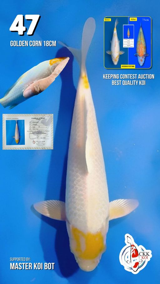 Lelang Koi Online, Jual Beli Ikan Koi, Pusat Jual Beli Koi, Info Lelang Koi Hari Ini, Platform Jual Beli Koi, Jual Beli Ikan Koi Online, Marketplace Ikan Koi, Jual Koi Terbaik, Tempat Beli Koi Berkualitas, Pasar Ikan Koi Online Terpercaya, Penjual Ikan Koi Terpercaya, Beli Koi Hias Online, Ikan Koi untuk Dijual, Koi Kualitas Terbaik, Toko Online Ikan Koi, Koi Hias Untuk Dijual, Jual Beli Ikan Koi Lokal, Koi Indonesia Online, Pusat Jual Beli Koi Terbesar