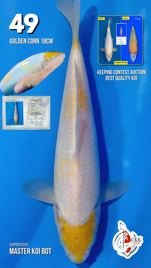 Lelang Koi Online, Jual Beli Ikan Koi, Pusat Jual Beli Koi, Info Lelang Koi Hari Ini, Platform Jual Beli Koi, Jual Beli Ikan Koi Online, Marketplace Ikan Koi, Jual Koi Terbaik, Tempat Beli Koi Berkualitas, Pasar Ikan Koi Online Terpercaya, Penjual Ikan Koi Terpercaya, Beli Koi Hias Online, Ikan Koi untuk Dijual, Koi Kualitas Terbaik, Toko Online Ikan Koi, Koi Hias Untuk Dijual, Jual Beli Ikan Koi Lokal, Koi Indonesia Online, Pusat Jual Beli Koi Terbesar