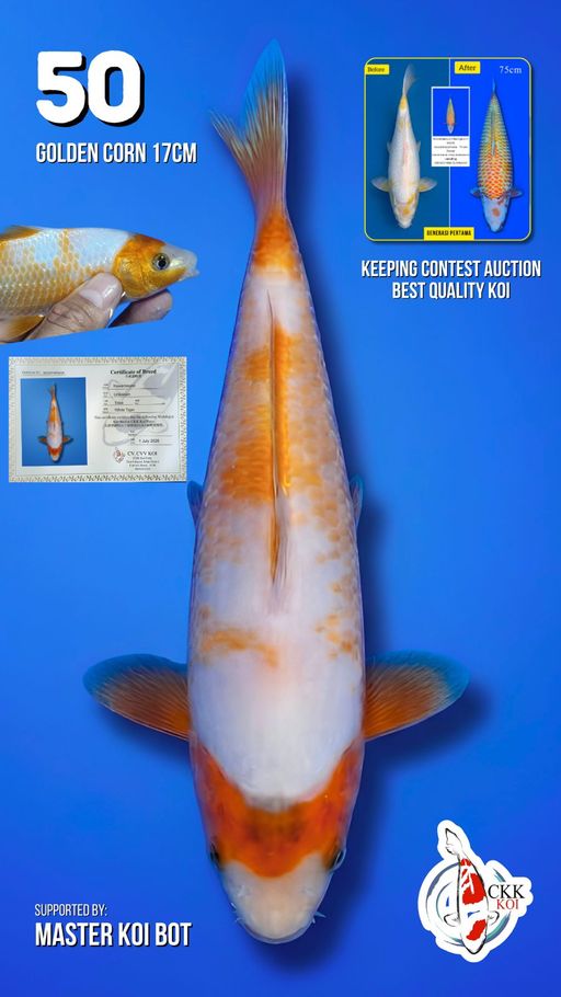 Lelang Koi Online, Jual Beli Ikan Koi, Pusat Jual Beli Koi, Info Lelang Koi Hari Ini, Platform Jual Beli Koi, Jual Beli Ikan Koi Online, Marketplace Ikan Koi, Jual Koi Terbaik, Tempat Beli Koi Berkualitas, Pasar Ikan Koi Online Terpercaya, Penjual Ikan Koi Terpercaya, Beli Koi Hias Online, Ikan Koi untuk Dijual, Koi Kualitas Terbaik, Toko Online Ikan Koi, Koi Hias Untuk Dijual, Jual Beli Ikan Koi Lokal, Koi Indonesia Online, Pusat Jual Beli Koi Terbesar