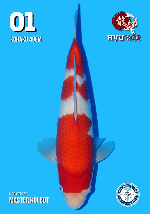 Lelang Koi Online, Jual Beli Ikan Koi, Pusat Jual Beli Koi, Info Lelang Koi Hari Ini, Platform Jual Beli Koi, Jual Beli Ikan Koi Online, Marketplace Ikan Koi, Jual Koi Terbaik, Tempat Beli Koi Berkualitas, Pasar Ikan Koi Online Terpercaya, Penjual Ikan Koi Terpercaya, Beli Koi Hias Online, Ikan Koi untuk Dijual, Koi Kualitas Terbaik, Toko Online Ikan Koi, Koi Hias Untuk Dijual, Jual Beli Ikan Koi Lokal, Koi Indonesia Online, Pusat Jual Beli Koi Terbesar