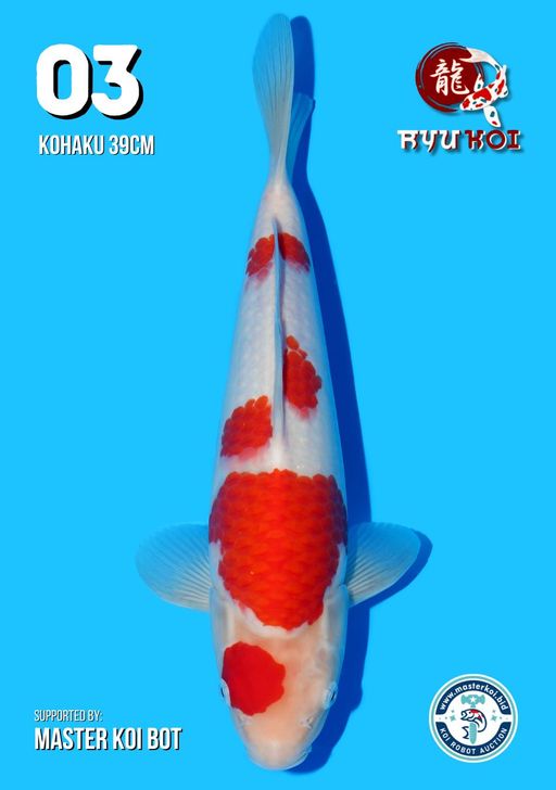 Lelang Koi Online, Jual Beli Ikan Koi, Pusat Jual Beli Koi, Info Lelang Koi Hari Ini, Platform Jual Beli Koi, Jual Beli Ikan Koi Online, Marketplace Ikan Koi, Jual Koi Terbaik, Tempat Beli Koi Berkualitas, Pasar Ikan Koi Online Terpercaya, Penjual Ikan Koi Terpercaya, Beli Koi Hias Online, Ikan Koi untuk Dijual, Koi Kualitas Terbaik, Toko Online Ikan Koi, Koi Hias Untuk Dijual, Jual Beli Ikan Koi Lokal, Koi Indonesia Online, Pusat Jual Beli Koi Terbesar