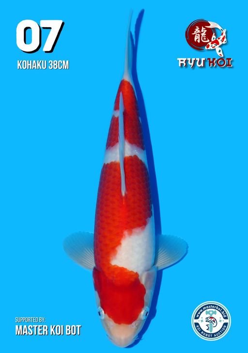 Lelang Koi Online, Jual Beli Ikan Koi, Pusat Jual Beli Koi, Info Lelang Koi Hari Ini, Platform Jual Beli Koi, Jual Beli Ikan Koi Online, Marketplace Ikan Koi, Jual Koi Terbaik, Tempat Beli Koi Berkualitas, Pasar Ikan Koi Online Terpercaya, Penjual Ikan Koi Terpercaya, Beli Koi Hias Online, Ikan Koi untuk Dijual, Koi Kualitas Terbaik, Toko Online Ikan Koi, Koi Hias Untuk Dijual, Jual Beli Ikan Koi Lokal, Koi Indonesia Online, Pusat Jual Beli Koi Terbesar