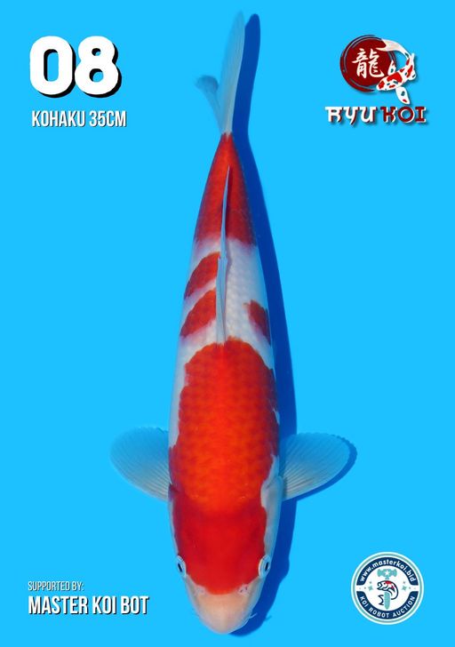 Lelang Koi Online, Jual Beli Ikan Koi, Pusat Jual Beli Koi, Info Lelang Koi Hari Ini, Platform Jual Beli Koi, Jual Beli Ikan Koi Online, Marketplace Ikan Koi, Jual Koi Terbaik, Tempat Beli Koi Berkualitas, Pasar Ikan Koi Online Terpercaya, Penjual Ikan Koi Terpercaya, Beli Koi Hias Online, Ikan Koi untuk Dijual, Koi Kualitas Terbaik, Toko Online Ikan Koi, Koi Hias Untuk Dijual, Jual Beli Ikan Koi Lokal, Koi Indonesia Online, Pusat Jual Beli Koi Terbesar