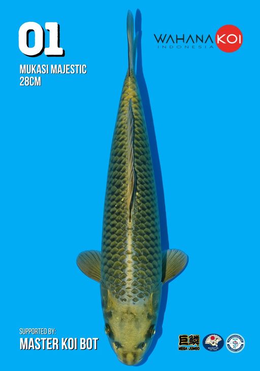 Lelang Koi Online, Jual Beli Ikan Koi, Pusat Jual Beli Koi, Info Lelang Koi Hari Ini, Platform Jual Beli Koi, Jual Beli Ikan Koi Online, Marketplace Ikan Koi, Jual Koi Terbaik, Tempat Beli Koi Berkualitas, Pasar Ikan Koi Online Terpercaya, Penjual Ikan Koi Terpercaya, Beli Koi Hias Online, Ikan Koi untuk Dijual, Koi Kualitas Terbaik, Toko Online Ikan Koi, Koi Hias Untuk Dijual, Jual Beli Ikan Koi Lokal, Koi Indonesia Online, Pusat Jual Beli Koi Terbesar