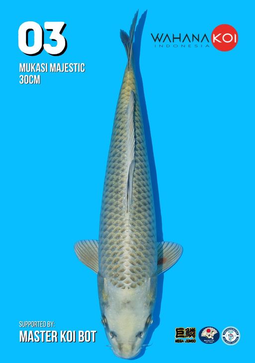 Lelang Koi Online, Jual Beli Ikan Koi, Pusat Jual Beli Koi, Info Lelang Koi Hari Ini, Platform Jual Beli Koi, Jual Beli Ikan Koi Online, Marketplace Ikan Koi, Jual Koi Terbaik, Tempat Beli Koi Berkualitas, Pasar Ikan Koi Online Terpercaya, Penjual Ikan Koi Terpercaya, Beli Koi Hias Online, Ikan Koi untuk Dijual, Koi Kualitas Terbaik, Toko Online Ikan Koi, Koi Hias Untuk Dijual, Jual Beli Ikan Koi Lokal, Koi Indonesia Online, Pusat Jual Beli Koi Terbesar