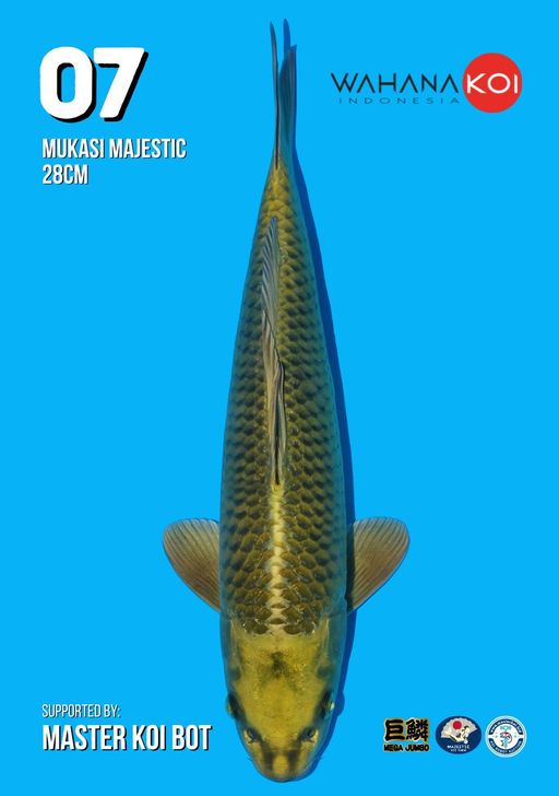 Lelang Koi Online, Jual Beli Ikan Koi, Pusat Jual Beli Koi, Info Lelang Koi Hari Ini, Platform Jual Beli Koi, Jual Beli Ikan Koi Online, Marketplace Ikan Koi, Jual Koi Terbaik, Tempat Beli Koi Berkualitas, Pasar Ikan Koi Online Terpercaya, Penjual Ikan Koi Terpercaya, Beli Koi Hias Online, Ikan Koi untuk Dijual, Koi Kualitas Terbaik, Toko Online Ikan Koi, Koi Hias Untuk Dijual, Jual Beli Ikan Koi Lokal, Koi Indonesia Online, Pusat Jual Beli Koi Terbesar