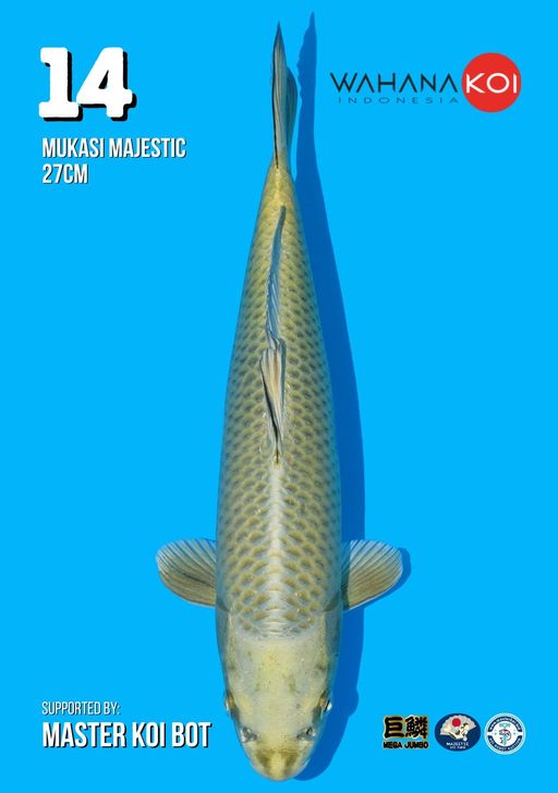 Lelang Koi Online, Jual Beli Ikan Koi, Pusat Jual Beli Koi, Info Lelang Koi Hari Ini, Platform Jual Beli Koi, Jual Beli Ikan Koi Online, Marketplace Ikan Koi, Jual Koi Terbaik, Tempat Beli Koi Berkualitas, Pasar Ikan Koi Online Terpercaya, Penjual Ikan Koi Terpercaya, Beli Koi Hias Online, Ikan Koi untuk Dijual, Koi Kualitas Terbaik, Toko Online Ikan Koi, Koi Hias Untuk Dijual, Jual Beli Ikan Koi Lokal, Koi Indonesia Online, Pusat Jual Beli Koi Terbesar