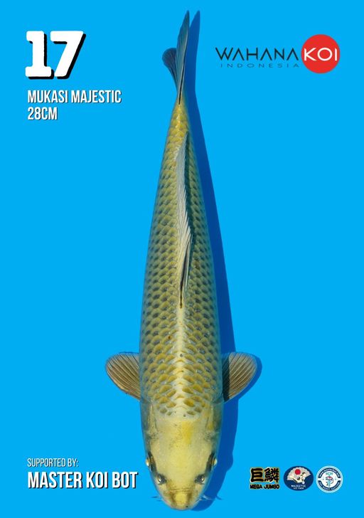 Lelang Koi Online, Jual Beli Ikan Koi, Pusat Jual Beli Koi, Info Lelang Koi Hari Ini, Platform Jual Beli Koi, Jual Beli Ikan Koi Online, Marketplace Ikan Koi, Jual Koi Terbaik, Tempat Beli Koi Berkualitas, Pasar Ikan Koi Online Terpercaya, Penjual Ikan Koi Terpercaya, Beli Koi Hias Online, Ikan Koi untuk Dijual, Koi Kualitas Terbaik, Toko Online Ikan Koi, Koi Hias Untuk Dijual, Jual Beli Ikan Koi Lokal, Koi Indonesia Online, Pusat Jual Beli Koi Terbesar