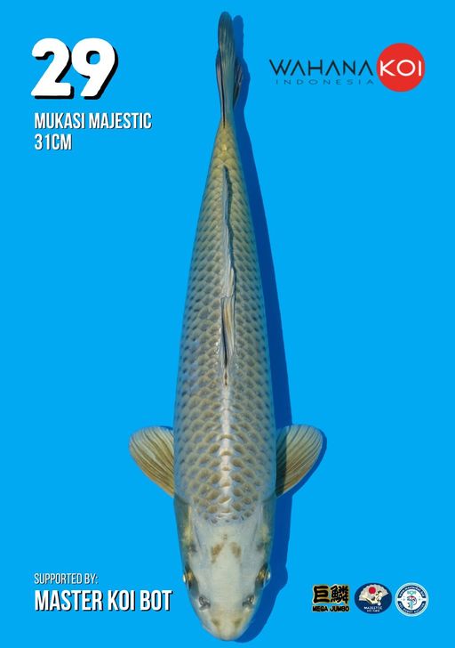 Lelang Koi Online, Jual Beli Ikan Koi, Pusat Jual Beli Koi, Info Lelang Koi Hari Ini, Platform Jual Beli Koi, Jual Beli Ikan Koi Online, Marketplace Ikan Koi, Jual Koi Terbaik, Tempat Beli Koi Berkualitas, Pasar Ikan Koi Online Terpercaya, Penjual Ikan Koi Terpercaya, Beli Koi Hias Online, Ikan Koi untuk Dijual, Koi Kualitas Terbaik, Toko Online Ikan Koi, Koi Hias Untuk Dijual, Jual Beli Ikan Koi Lokal, Koi Indonesia Online, Pusat Jual Beli Koi Terbesar