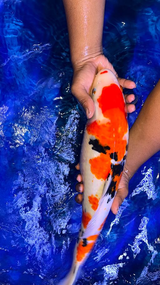 Lelang Koi Online, Jual Beli Ikan Koi, Pusat Jual Beli Koi, Info Lelang Koi Hari Ini, Platform Jual Beli Koi, Jual Beli Ikan Koi Online, Marketplace Ikan Koi, Jual Koi Terbaik, Tempat Beli Koi Berkualitas, Pasar Ikan Koi Online Terpercaya, Penjual Ikan Koi Terpercaya, Beli Koi Hias Online, Ikan Koi untuk Dijual, Koi Kualitas Terbaik, Toko Online Ikan Koi, Koi Hias Untuk Dijual, Jual Beli Ikan Koi Lokal, Koi Indonesia Online, Pusat Jual Beli Koi Terbesar