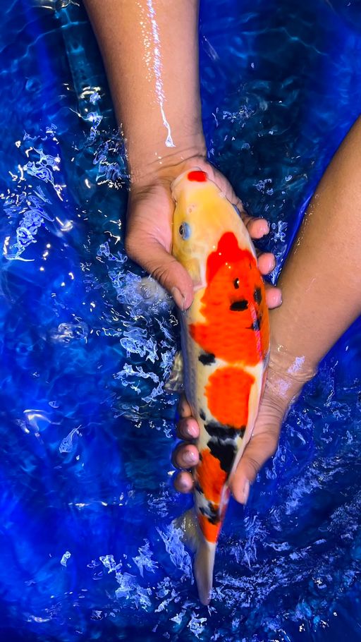 Lelang Koi Online, Jual Beli Ikan Koi, Pusat Jual Beli Koi, Info Lelang Koi Hari Ini, Platform Jual Beli Koi, Jual Beli Ikan Koi Online, Marketplace Ikan Koi, Jual Koi Terbaik, Tempat Beli Koi Berkualitas, Pasar Ikan Koi Online Terpercaya, Penjual Ikan Koi Terpercaya, Beli Koi Hias Online, Ikan Koi untuk Dijual, Koi Kualitas Terbaik, Toko Online Ikan Koi, Koi Hias Untuk Dijual, Jual Beli Ikan Koi Lokal, Koi Indonesia Online, Pusat Jual Beli Koi Terbesar