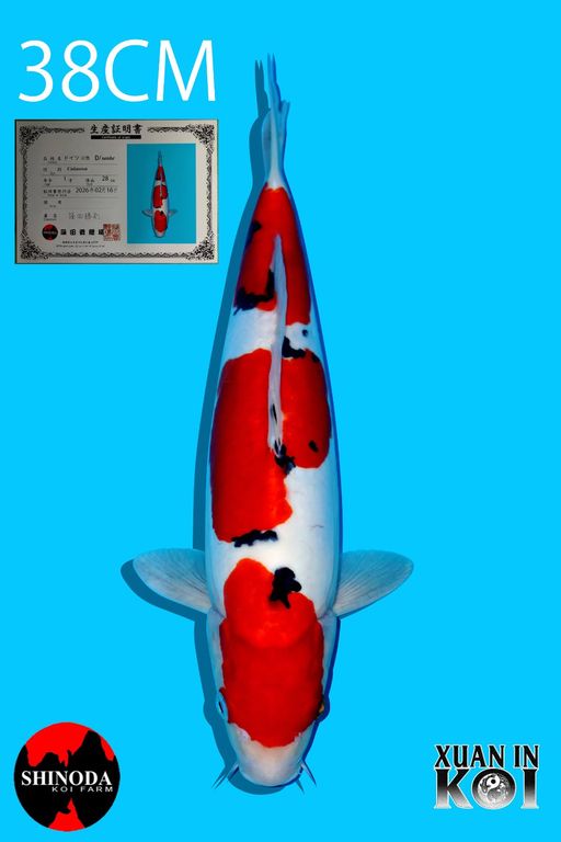 Lelang Koi Online, Jual Beli Ikan Koi, Pusat Jual Beli Koi, Info Lelang Koi Hari Ini, Platform Jual Beli Koi, Jual Beli Ikan Koi Online, Marketplace Ikan Koi, Jual Koi Terbaik, Tempat Beli Koi Berkualitas, Pasar Ikan Koi Online Terpercaya, Penjual Ikan Koi Terpercaya, Beli Koi Hias Online, Ikan Koi untuk Dijual, Koi Kualitas Terbaik, Toko Online Ikan Koi, Koi Hias Untuk Dijual, Jual Beli Ikan Koi Lokal, Koi Indonesia Online, Pusat Jual Beli Koi Terbesar