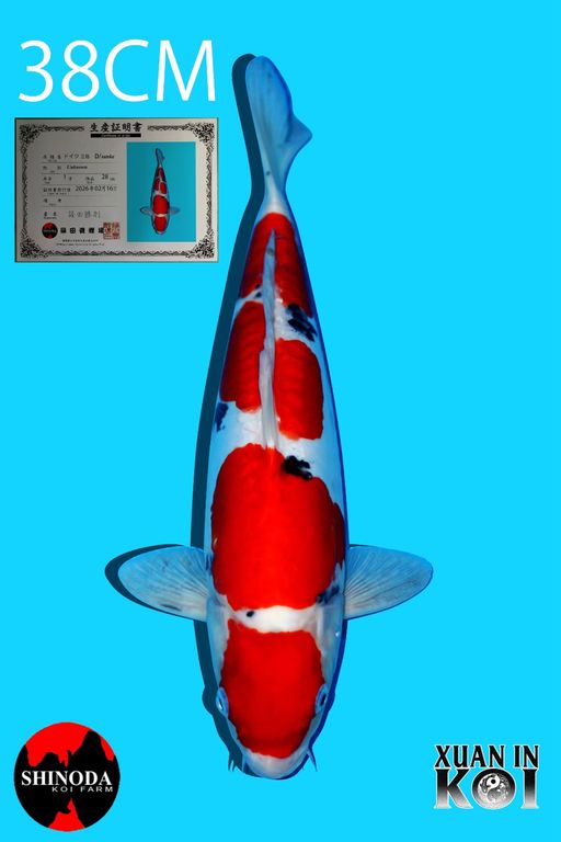 Lelang Koi Online, Jual Beli Ikan Koi, Pusat Jual Beli Koi, Info Lelang Koi Hari Ini, Platform Jual Beli Koi, Jual Beli Ikan Koi Online, Marketplace Ikan Koi, Jual Koi Terbaik, Tempat Beli Koi Berkualitas, Pasar Ikan Koi Online Terpercaya, Penjual Ikan Koi Terpercaya, Beli Koi Hias Online, Ikan Koi untuk Dijual, Koi Kualitas Terbaik, Toko Online Ikan Koi, Koi Hias Untuk Dijual, Jual Beli Ikan Koi Lokal, Koi Indonesia Online, Pusat Jual Beli Koi Terbesar